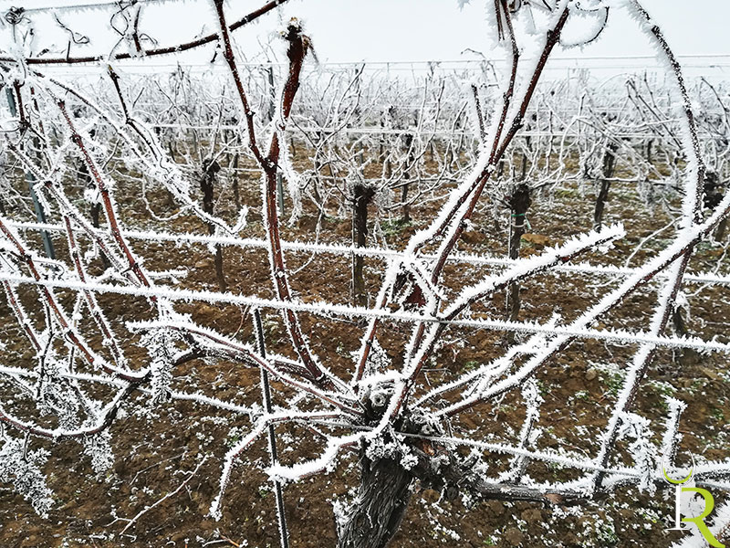 Weingarten im Winter