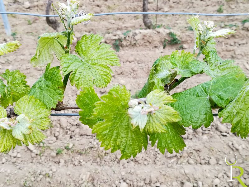 Junger Wein im Frühjahr