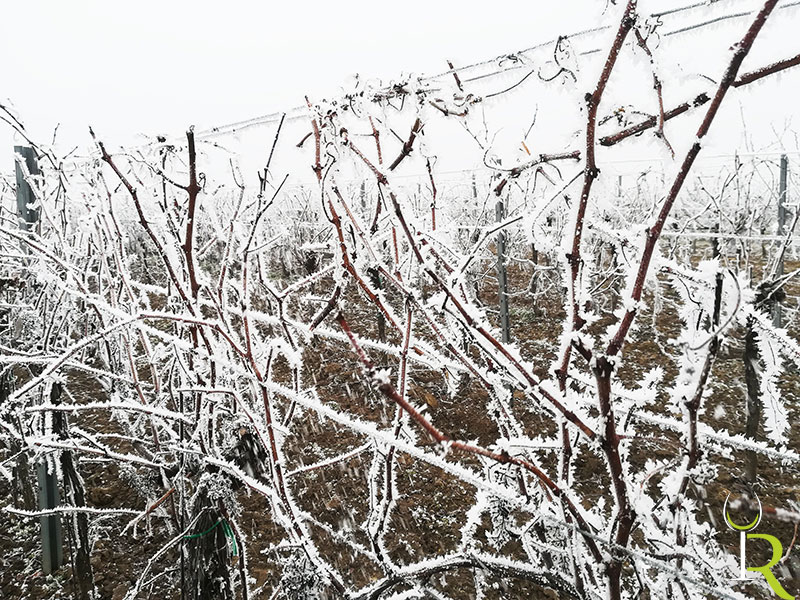 Weinreben im Winter